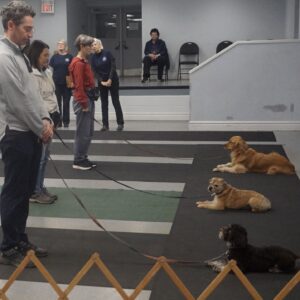 People standing in line with dogs lying down on a training mat, while others observe in the background.