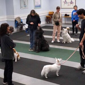 People in a dog training class, each with a dog. One person is instructing, while others observe and interact with their dogs.