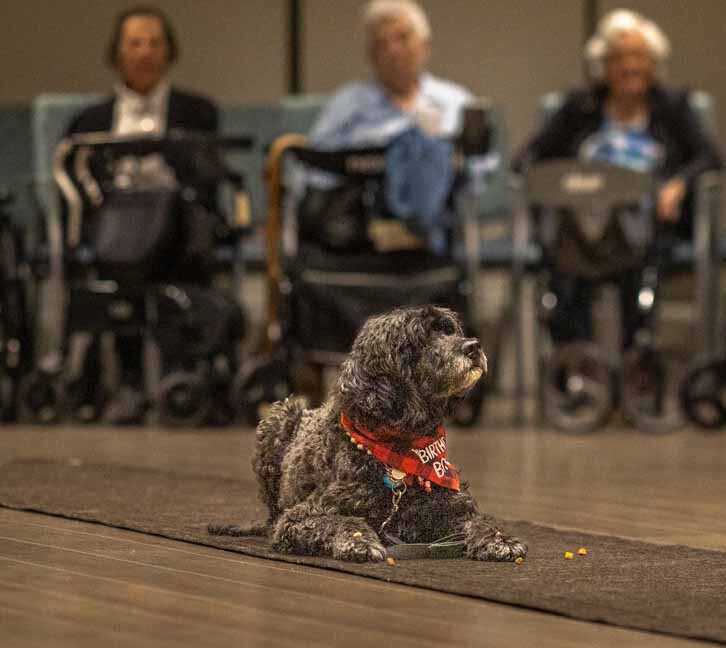 A small dog wearing a Birthday Boy bandana lies on a mat. In the background, elderly people in wheelchairs are seated.