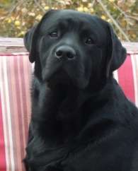 A black Labrador retriever sitting on a red striped cushion, with autumn foliage in the background.