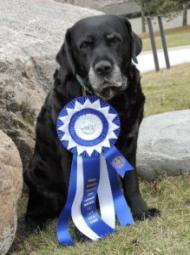 Black dog sitting on grass wearing a blue and white award ribbon.