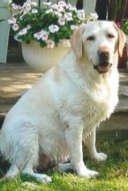 A wet Labrador Retriever sitting on grass in front of a potted plant with pink flowers.