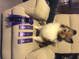 A fluffy dog sits on a beige chair next to several purple ribbons, suggesting participation in a competition.