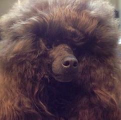 Fluffy brown dog with thick, curly fur covering its head and face.