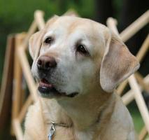 Yellow Labrador Retriever with a gentle expression, standing outdoors with a blurred wooden fence in the background.