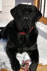 Black dog with a red collar lying on snow, holding a toy.