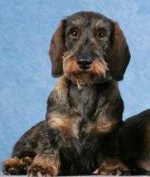 Wire-haired dachshund with a blue background.