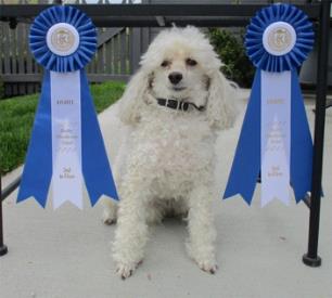A white poodle sits between two blue and white award ribbons hung on a frame.