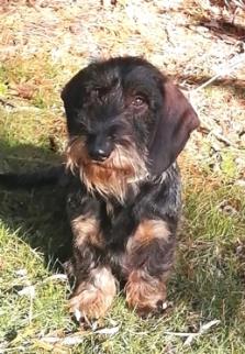 A small, black and brown dog with a wiry coat sits on the grass in sunlight.