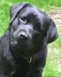 Magic — Labrador Retriever