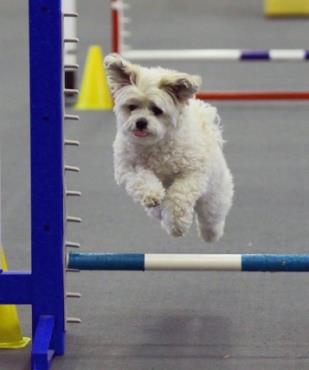 A small dog jumps over an agility hurdle indoors.