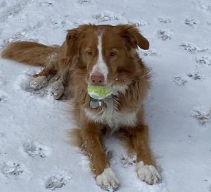 Brown dog with a fluffy coat lying on snow, holding a green tennis ball in its mouth.
