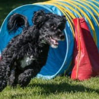 A black dog runs out of a blue agility tunnel on the grass.
