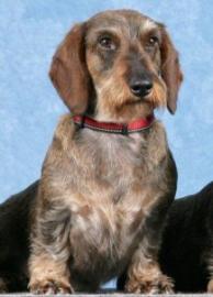 Wire-haired dachshund with a red collar sitting against a blue background.
