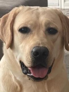 Yellow Labrador Retriever with ears perked and tongue out.