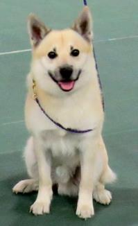 A small, light-colored dog with pointy ears and a fluffy tail sits on a green surface, wearing a leash and looking forward.