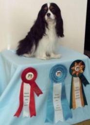 Dog sitting on a table with three award ribbons displayed in front.