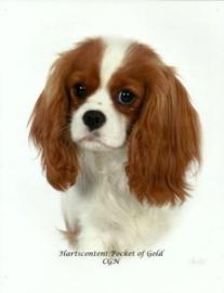 Cavalier King Charles Spaniel with long, wavy, chestnut and white fur.