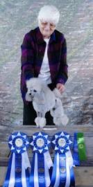 An older person stands behind a well-groomed poodle, with three blue rosettes and a green rosette displayed in front.