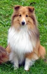 A fluffy Shetland Sheepdog with a tan and white coat sitting on grass.