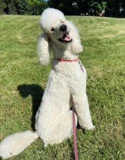 White poodle with a red collar sitting on grass, looking up with head tilted.