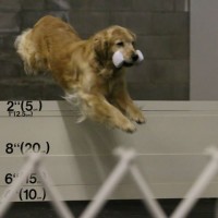 A golden retriever jumps over a hurdle while holding a white object in its mouth.