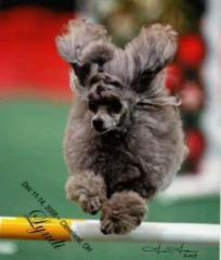 A poodle jumps over an agility course hurdle with blurred background.