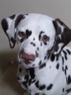 Dalmatian dog with black spots on a white coat looking at the camera.