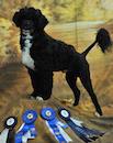 A black and white dog stands proudly beside several blue and white award ribbons.
