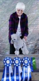A person with a white poodle and three blue ribbons displayed on a table.