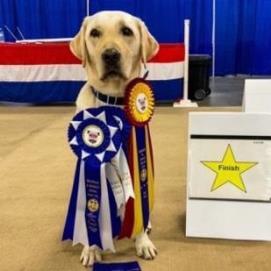 A Labrador retriever with multiple award ribbons around its neck stands next to a sign marked Finish.