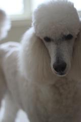 White poodle with a fluffy coat standing indoors near a window.