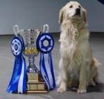 Golden retriever sitting next to a trophy with blue and white ribbons.