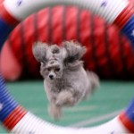 Dog jumping through a hoop during an agility competition.