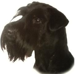 Black Schnauzer dog with a distinct beard and eyebrows, looking to the side.
