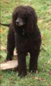 A curly-haired black dog stands on a grassy area.