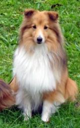 Collie sitting on grass, looking forward with a fluffy coat in shades of brown and white.