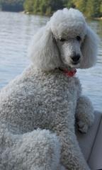 White poodle sitting on a bench by a lake.