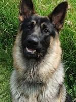 German Shepherd sitting on grass, looking forward.