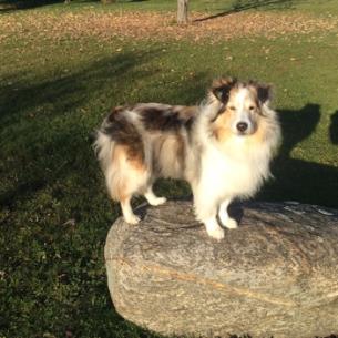 A fluffy dog stands on a large rock in a grassy area under sunlight.