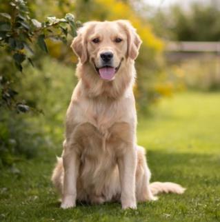 Golden retriever sitting on grassy lawn with trees in the background.