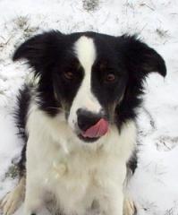 A black and white dog sits on snow, licking its nose.