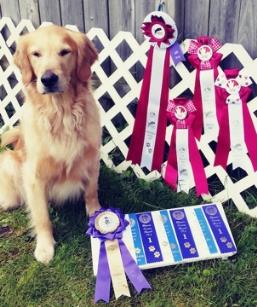 Golden Retriever sitting beside various ribbons and awards in a grassy area with a white lattice fence backdrop.