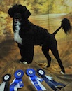 Black and white dog standing with four blue and white award ribbons displayed in front.