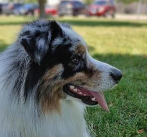 An Australian Shepherd sitting on grass, looking to the side with an open mouth.