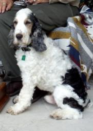 A black and white dog with long ears sits next to a person partially covered by a colorful blanket.