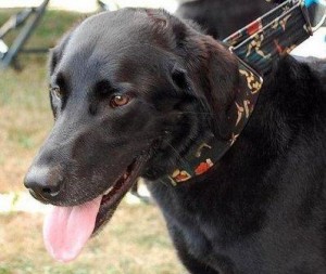 Black Labrador Retriever with tongue out, wearing a colorful patterned collar.