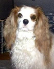 Cavalier King Charles Spaniel with white and tan fur, looking forward.