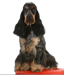 A black and tan English Cocker Spaniel sitting on a red surface.