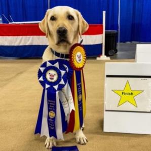 A Labrador Retriever sits proudly wearing multiple award ribbons at a dog show, with a Finish sign nearby.